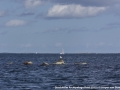 Stockholm Archipelago Raid 2015-5942